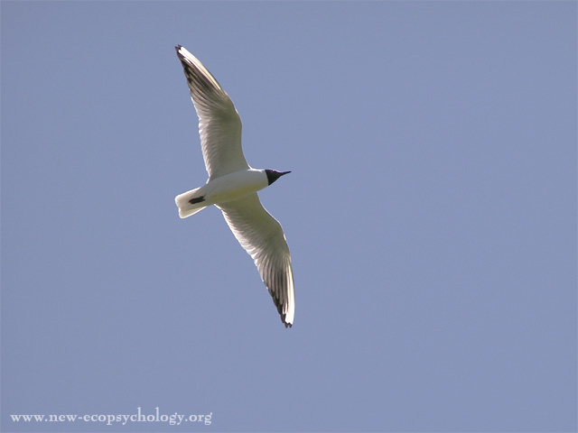 Black-headed Gull (Larus ridibundus)