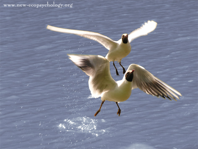 Black-headed Gull (Larus ridibundus)