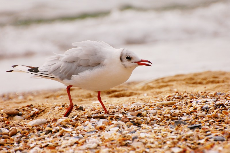 Black-headed Gull (Larus ridibundus)