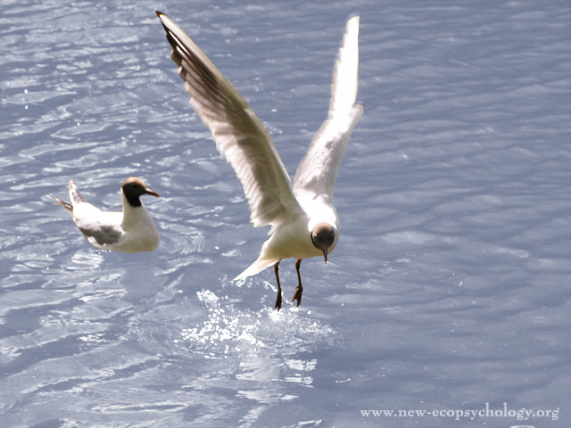 Black-headed Gull (Larus ridibundus)