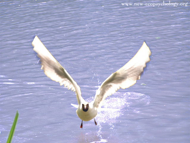 Black-headed Gull (Larus ridibundus)
