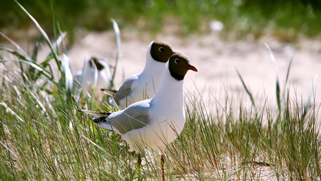Black-headed Gull (Larus ridibundus)
