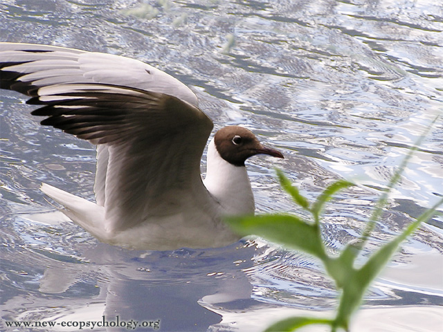 Black-headed Gull (Larus ridibundus)
