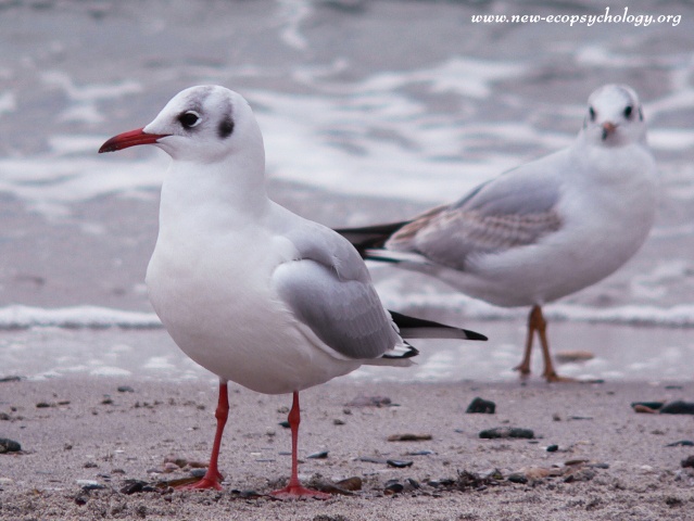 Black-headed Gull (Larus ridibundus)