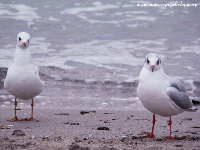 Gabbiano comune (Larus ridibundus)