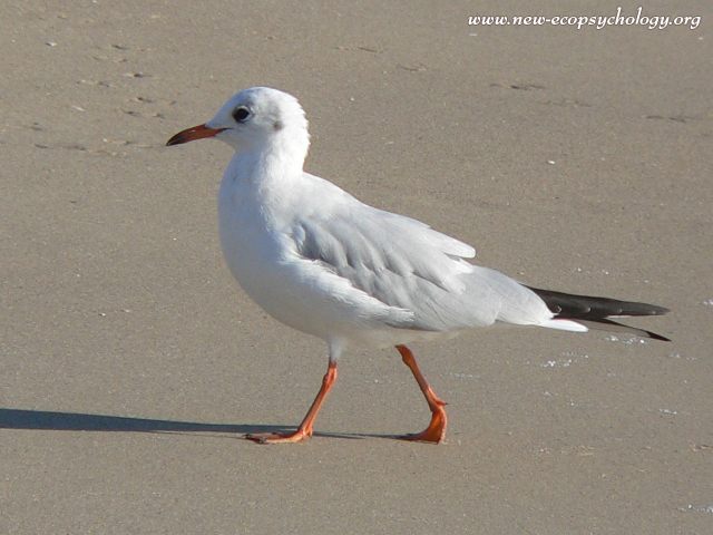 Black-headed Gull (Larus ridibundus)