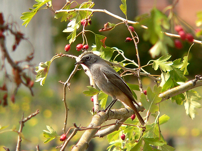 Black Redstart (Phoenicurus ochruros)