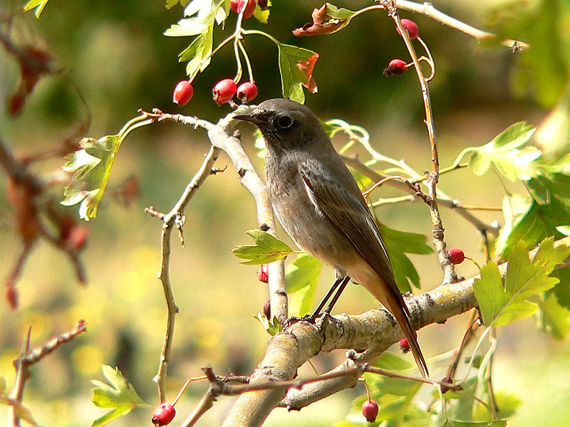 Black Redstart (Phoenicurus ochruros)