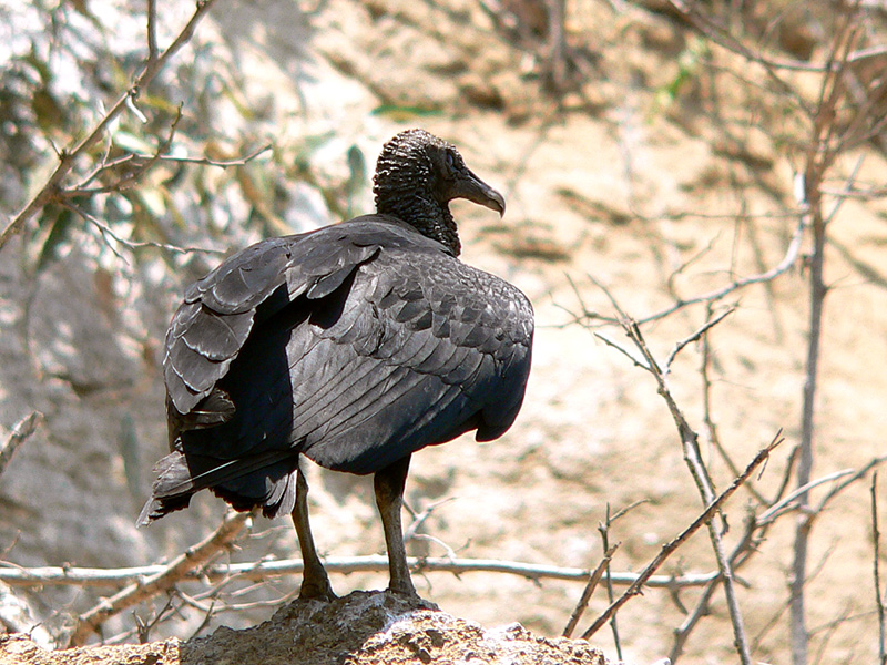 Black Vulture (Coragyps atratus)