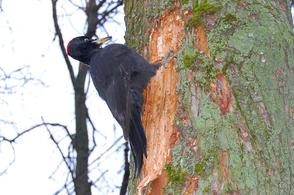 Black Woodpecker (Dryocopus martius)