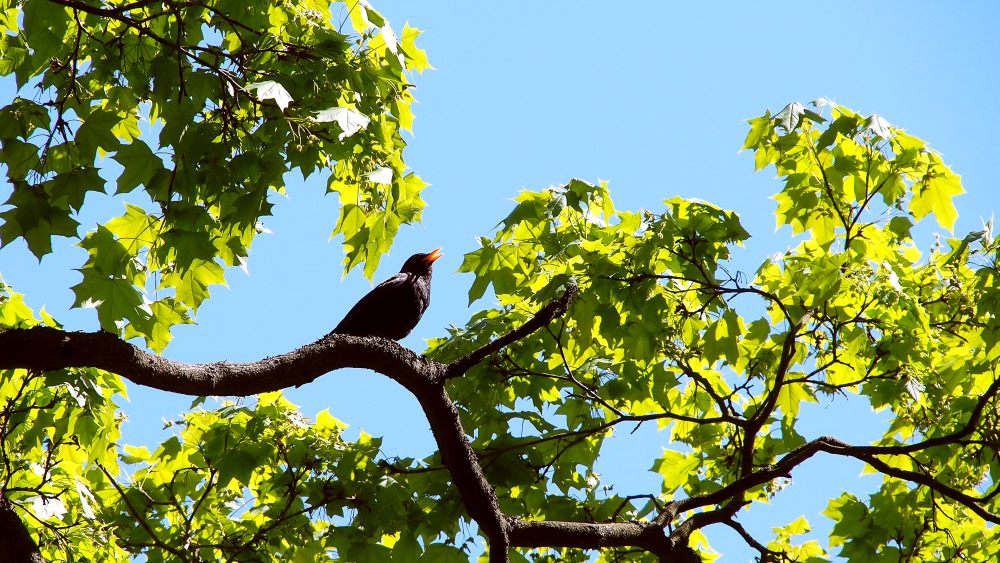 Blackbird (Turdus merula)