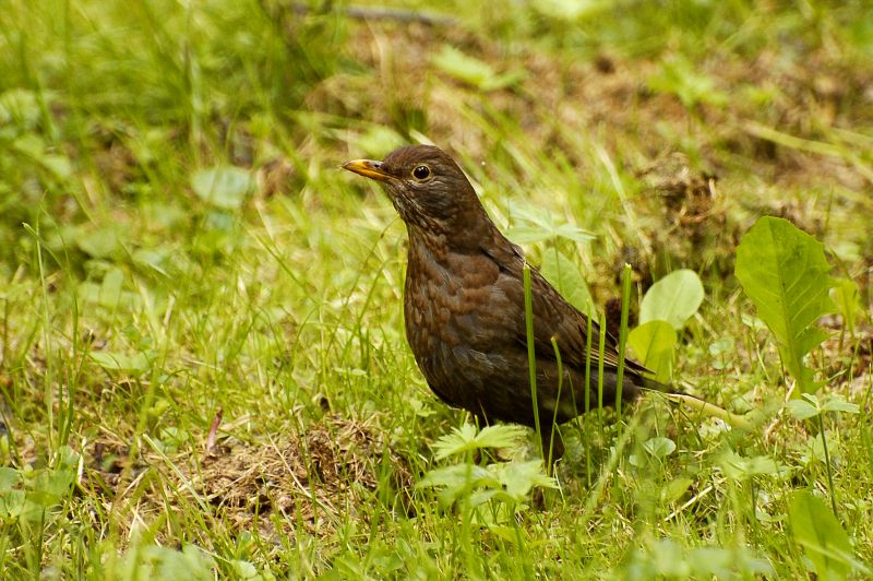 Blackbird (Turdus merula)