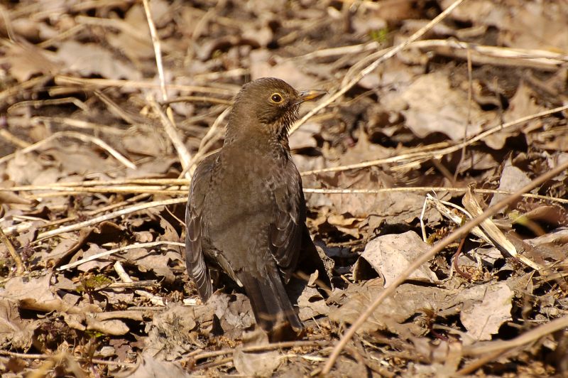 Blackbird (Turdus merula)