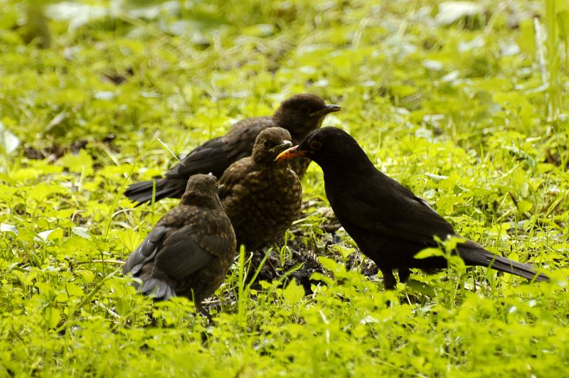 Blackbird (Turdus merula)