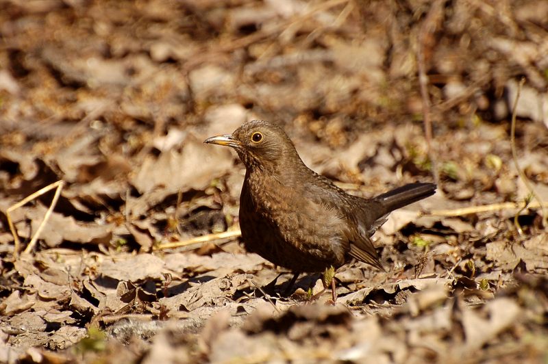 Blackbird (Turdus merula)