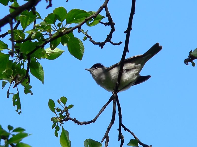 Blackcap (Sylvia atricapilla)