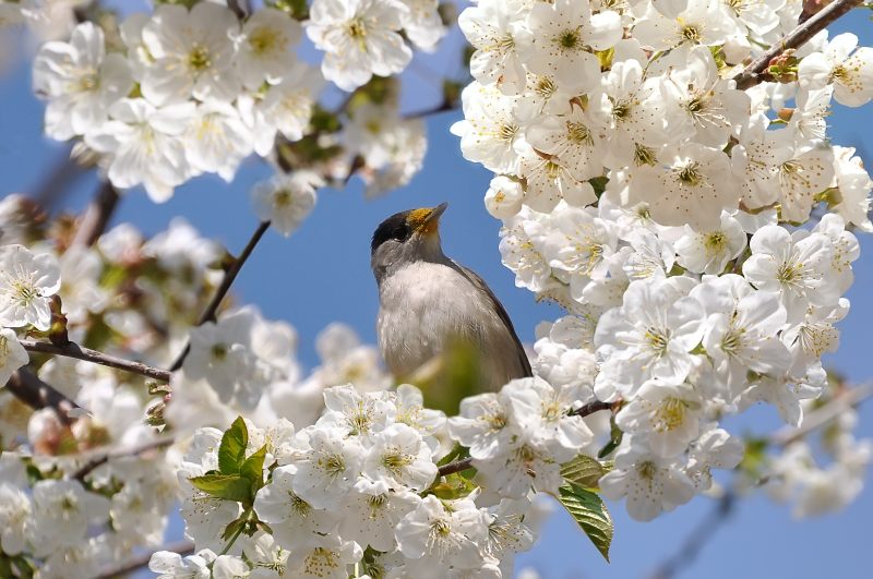 Blackcap (Sylvia atricapilla)