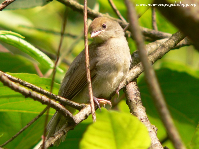 Blackcap (Sylvia atricapilla)