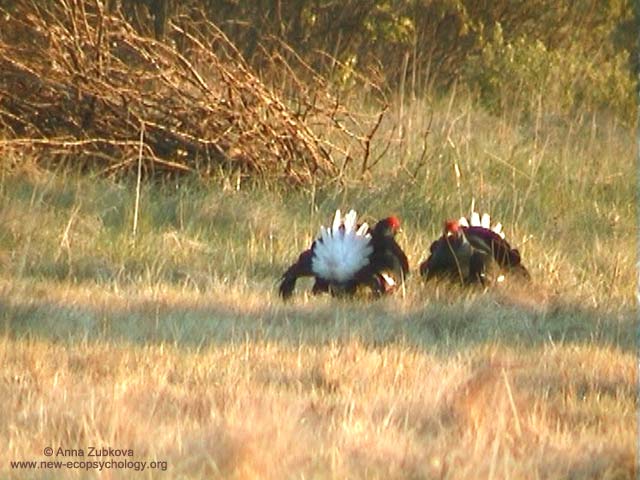 Black Grouse (Lyrurus tetrix, Tetrao tetrix)