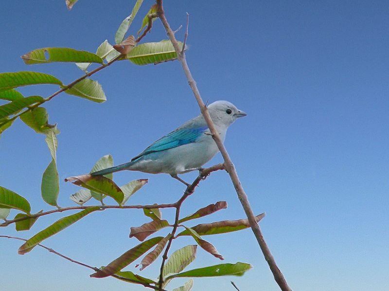 Blue-gray tanager (Thraupis episcopus)