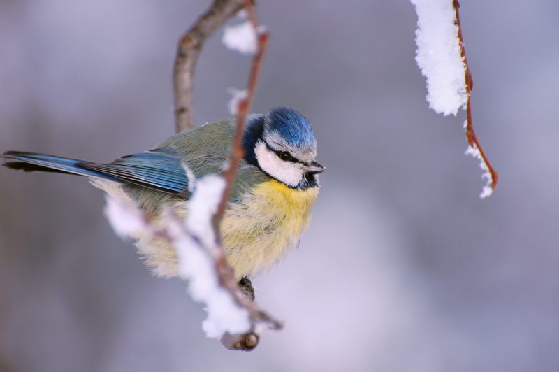 Blue Tit (Parus caeruleus)