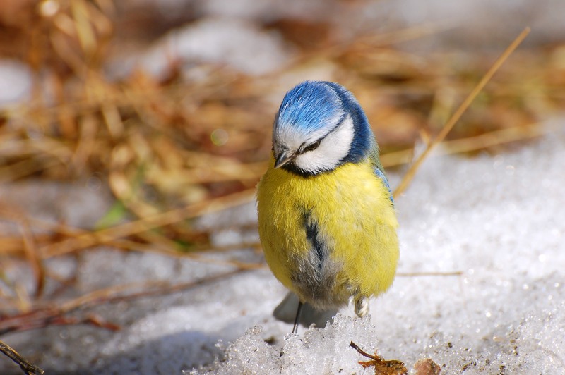 Cinciarella (Parus caeruleus)