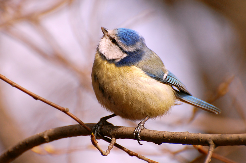 Blue Tit (Parus caeruleus)