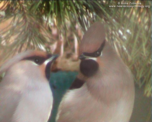 Bohemian Waxwing (Bombycilla garrulus)