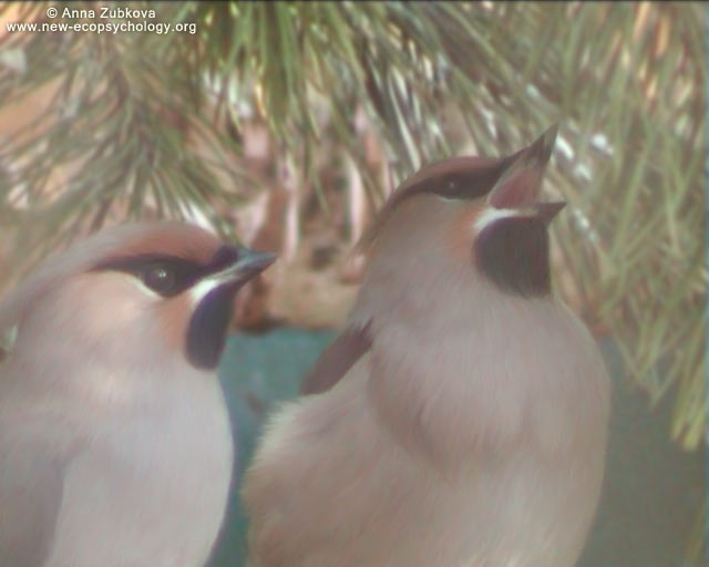 Bohemian Waxwing (Bombycilla garrulus)