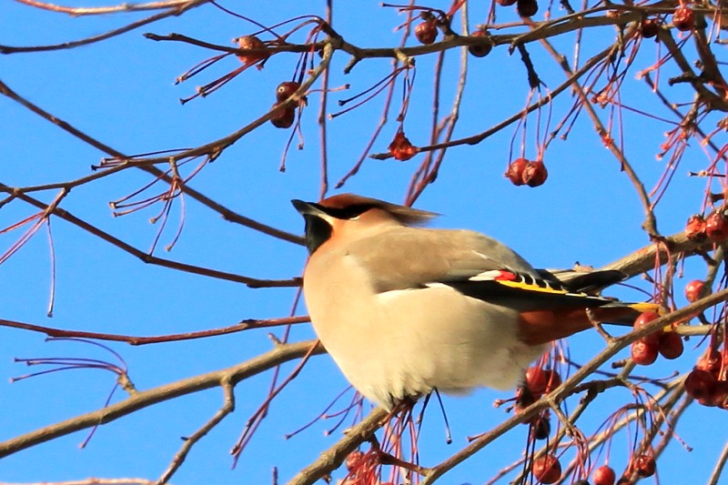 Bohemian Waxwing (Bombycilla garrulus)