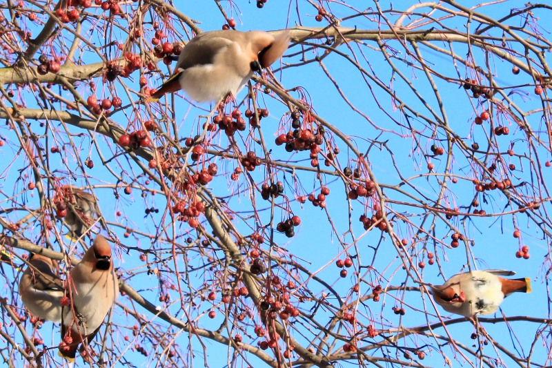 Bohemian Waxwing (Bombycilla garrulus)