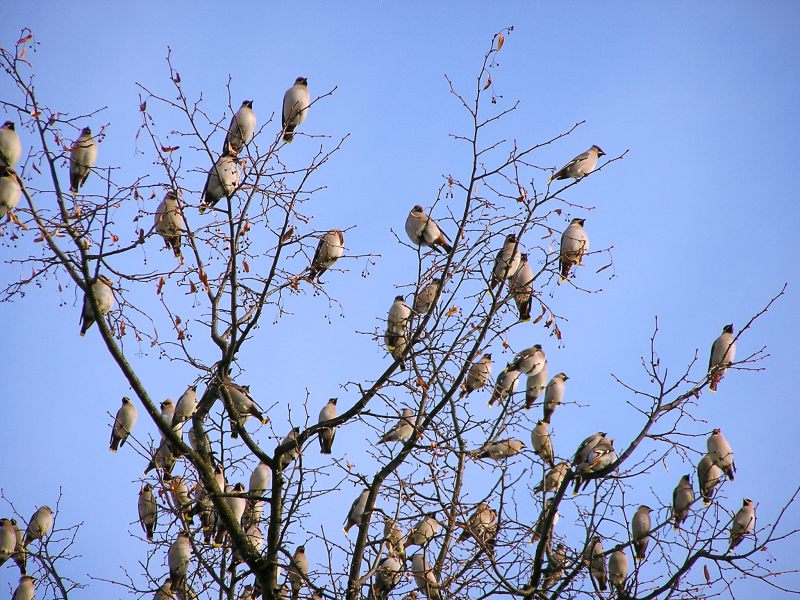 Bohemian Waxwing (Bombycilla garrulus)
