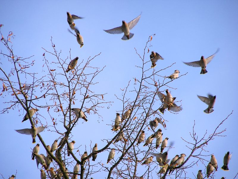 Bohemian Waxwing (Bombycilla garrulus)