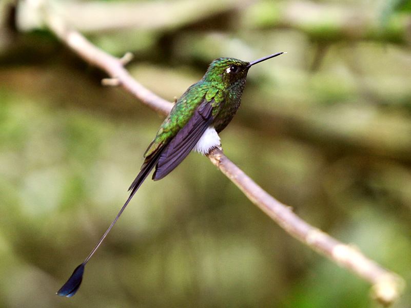 Colibrì (Ocreatus underwoodii)