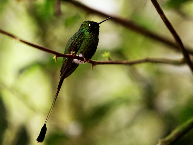 Колибри-ракетохвост мохноногий, колибри-знаменщик (Ocreatus underwoodii)