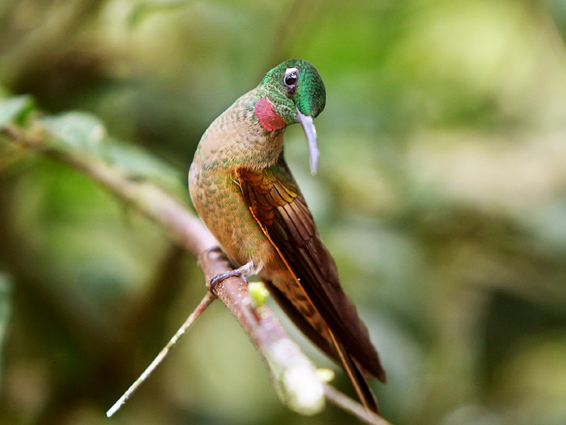 Brazilian Ruby (Clytolaema rubricauda)