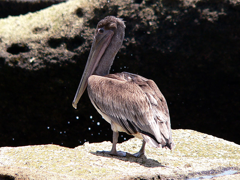 Brown Pelican (Pelecanus occidentalis)