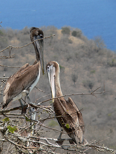 Brown Pelican (Pelecanus occidentalis)