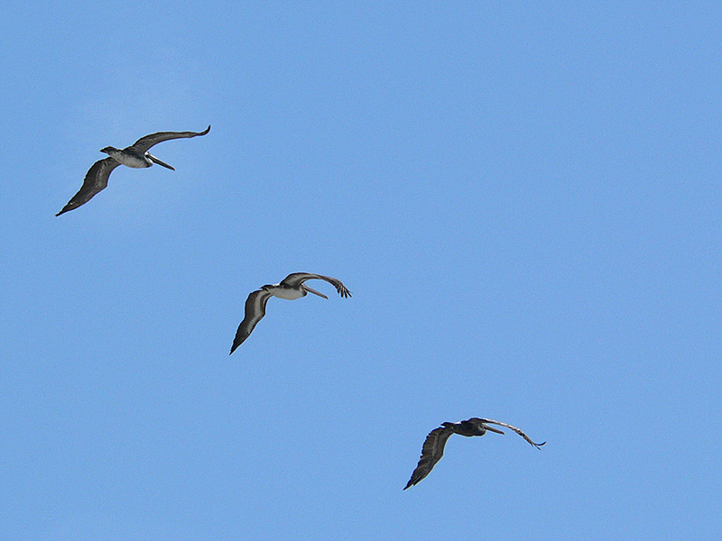 Brown Pelican (Pelecanus occidentalis)