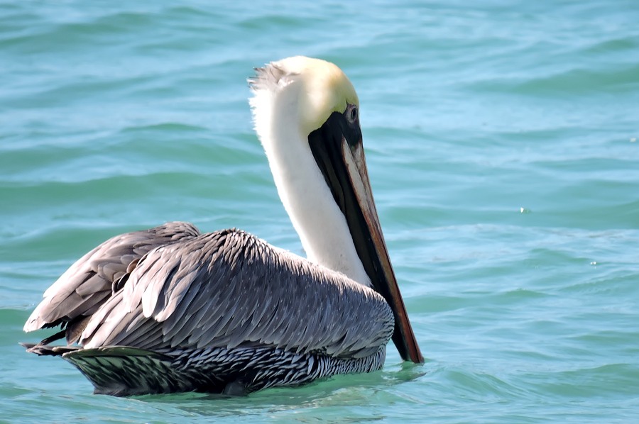 Brown Pelican (Pelecanus occidentalis)