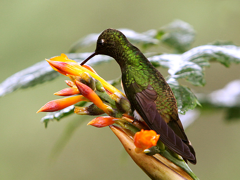 Buff-tailed Coronet (Boissonneaua flavescens)