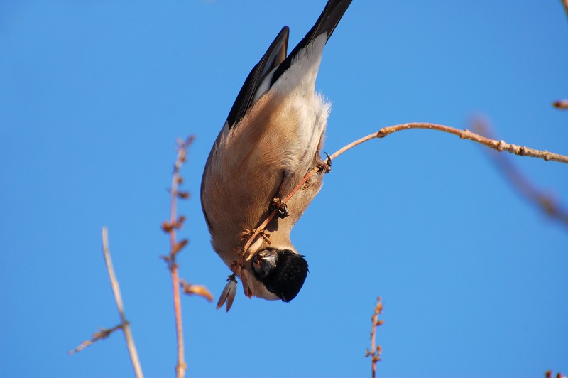Eurasian Bullfinch (Pyrrhula pyrrhula)