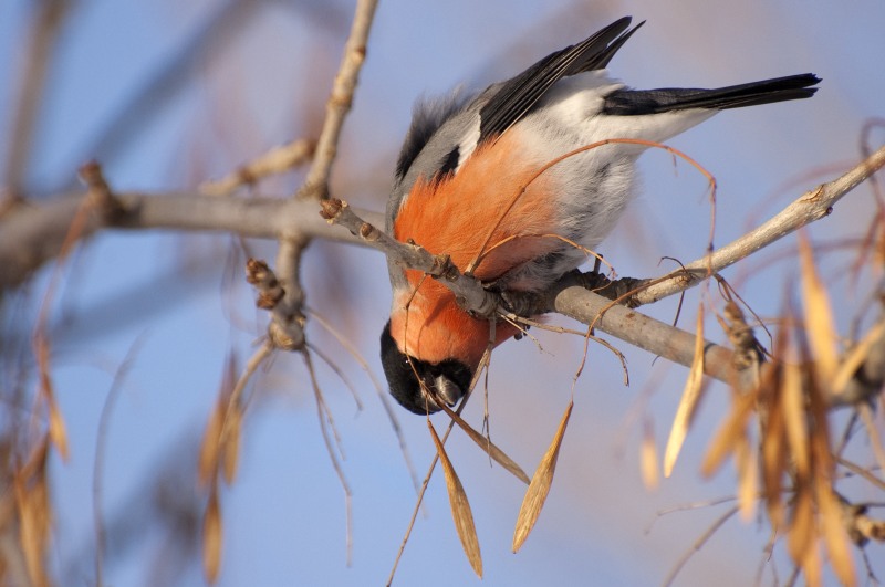 Eurasian Bullfinch (Pyrrhula pyrrhula)