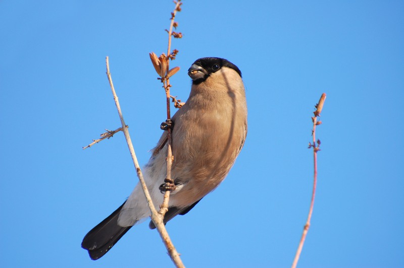 Eurasian Bullfinch (Pyrrhula pyrrhula)