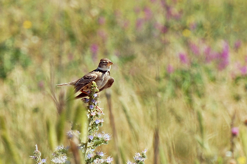 Calandra Lark (Melanocorypha calandra)
