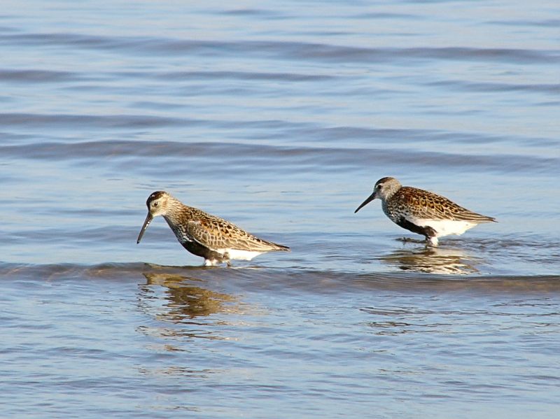 Piovanello pancianera (Calidris alpina)