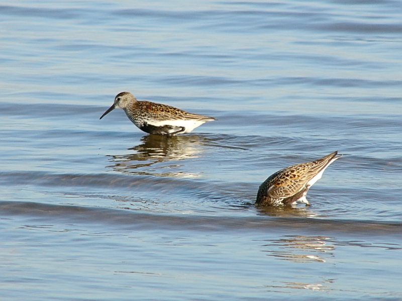 Calidrid (Calidris alpina)