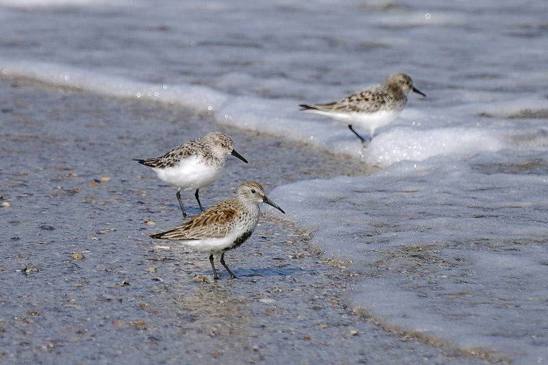 Calidrid (Calidris alpina)