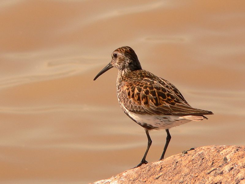 Calidrid (Calidris alpina)