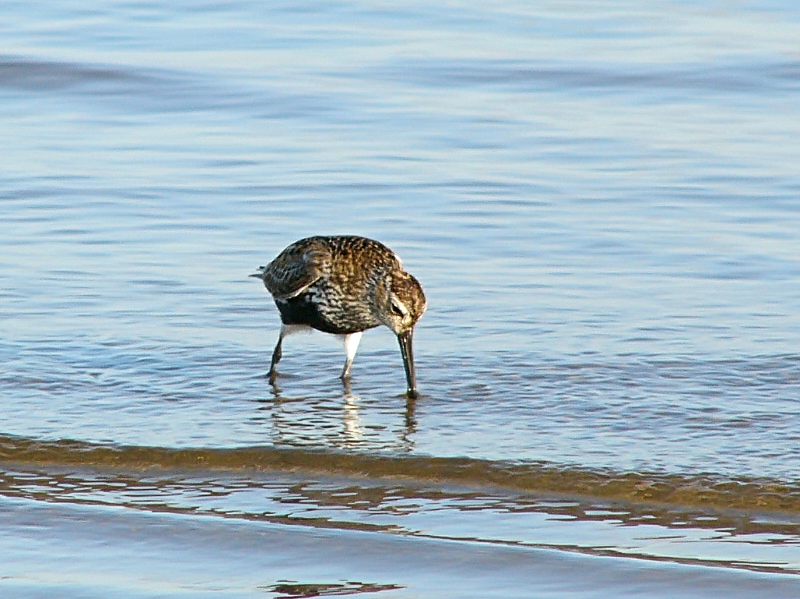 Calidrid (Calidris alpina)